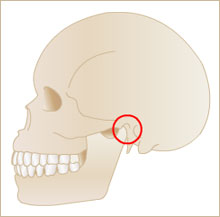 顎関節がどの部位にあたるか説明しているイラスト