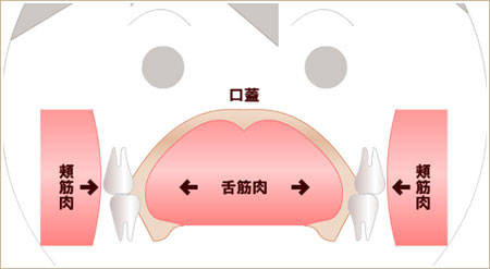 歯は、口唇圧と舌圧のニュートラルゾーンに並んでいく　正面