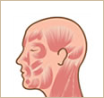 頭位および体位の側方傾斜に伴うヒトの外側翼突筋下頭節電図の応答